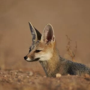 Cape fox (Cama fox) (silver-backed fox) (Vulpes chama), Kgalagadi Transfrontier Park