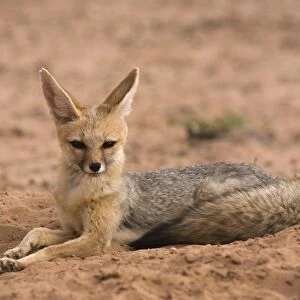 Cape fox (Vulpes chama), Kgalagadi Transfrontier Park, Northern Cape, South Africa
