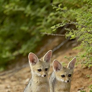 Two Cape fox (Vulpes chama) kits, Kgalagadi Transfrontier Park, encompassing the former Kalahari Gemsbok National Park, South