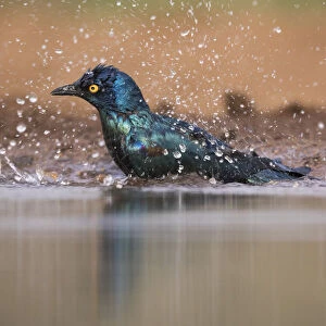Cape glossy starling (Lamprotornis nitens) bathing, Zimanga private game reserve