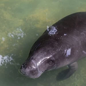 Captive Amazonian manatee (Trichechus inunguis) at the Manatee Rescue Center, Iquitos