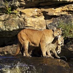 Captive mountain lion mother and two cubs