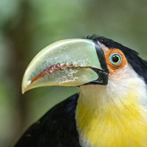 Captive red-breasted toucan (Ramphastos dicolorus), Parque das Aves, Foz do Iguacu