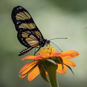 Captive Themisto amberwing (Methona themisto), Parque das Aves, Foz do Iguacu
