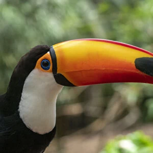 Captive toco toucan (Ramphastos toco), Parque das Aves, Foz do Iguacu, Parana State