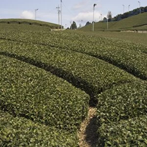 Carefuly trimmed rows of tea shrubs on tea estate