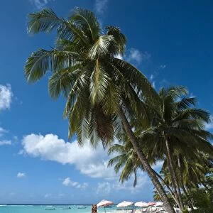 Carib Beach, Barbados, Windward Islands, West Indies, Caribbean, Central America