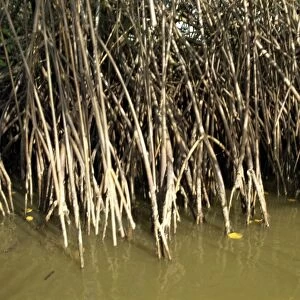Caroni Mangrove Swamp and Nature Reserve