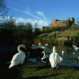 Castle and River Teme, Tamworth, Staffordshire, England, United Kingdom, Europe