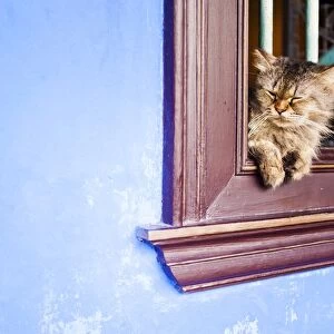 Cat at Cheong Fatt Tze Mansion, Georgetown, Penang, Malaysia, Southeast Asia, Asia