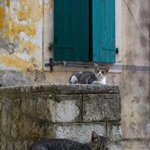 Cats in the Old Town, Kotor, Montenegro, Europe