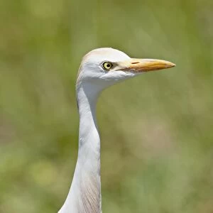 Cattle Egret (Bubulcus ibis), Kruger National Park, South Africa, Africa