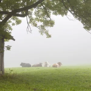 Cattle in fog, near Fussen, Bavaria, Germany, Europe