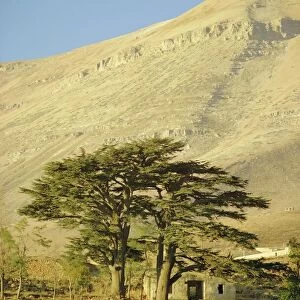 Cedars of Lebanon at the foot of Mount Djebel Makhmal near Bsharre