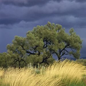 Central Desert, Northern Territory, Australia, Pacific