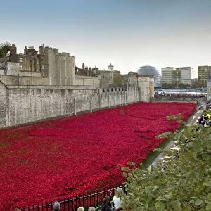 Ceramic poppies forming the installation Blood Swept Lands and Seas of Red to remember the Dead of the First World War, Tower of London, London, England, United Kingdom, Europe
