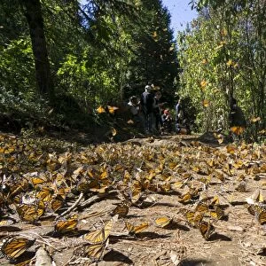 Cerro Pelon Monarch Butterfly Biosphere, UNESCO World Heritage Site, Mexico, North
