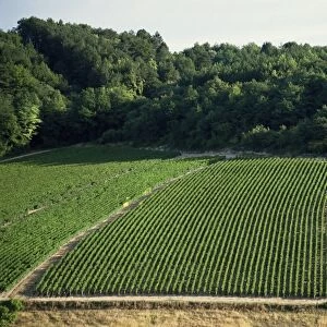 Chablis vineyards, Fleys, near Chablis, Yonne, Burgunday, France, Europe