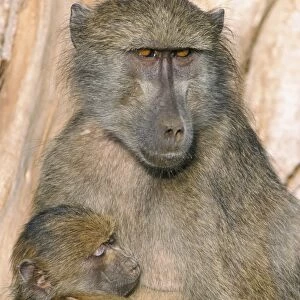 Chacma baboon (Papio cynocephalus) nursing infant