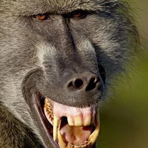 Chacma Baboon (Papio ursinus) baring its teeth to show aggression, Kruger National Park