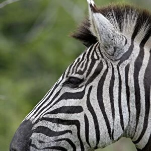 Chapmans Zebra (Plains Zebra) (Equus burchelli antiquorum), Imfolozi Game Reserve