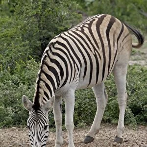 Chapmans Zebra (Plains Zebra) (Equus burchelli antiquorum) drinking