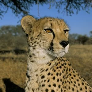 Cheetah (Acinonyx jubatus) in captivity
