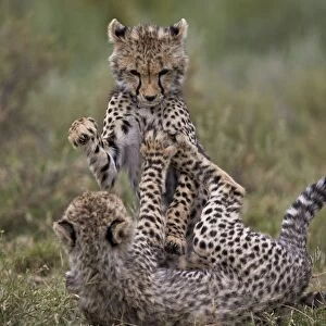 Cheetah (Acinonyx jubatus) cubs playing, Serengeti National Park, Tanzania, East Africa