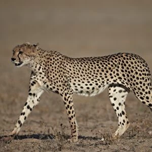 Cheetah (Acinonyx jubatus), Kgalagadi Transfrontier Park, encompassing the former Kalahari Gemsbok National Park, South Africa, Africa