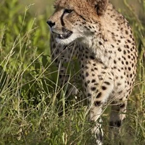Cheetah (Acinonyx jubatus), Kruger National Park, South Africa, Africa