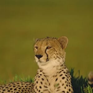 Cheetah (Acinonyx jubatus), Okavango Delta, Botswana, Africa