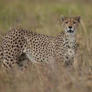 Cheetah (Acinonyx jubatus), Serengeti National Park, Tanzania, East Africa, Africa