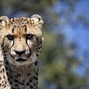 Cheetah against blue sky, Amani Lodge, near Windhoek, Namibia, Africa