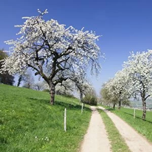 Cherry blossom at Eggenen Valley, Markgrafler Land, Black Forest, Baden Wurttemberg, Germany, Europe