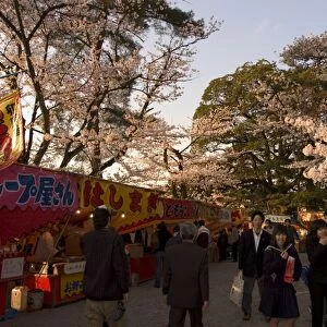 Cherry blossom viewing hanami