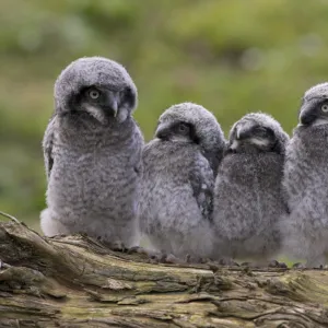 Chicks of Northern hawk owl (Surnia ulula ulula), native to Scandinavia and Eurasia