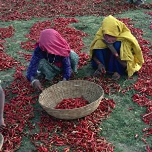 Chilli harvest, Rajasthan state, India, Asia