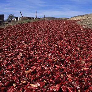 Chilli peppers drying next to Highway 1