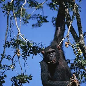Chimpanzee hanging in tree