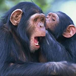 Chimpanzee sanctuary (Pan troglodytes)