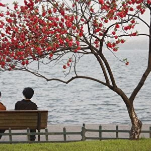 Chinese couple sitting under tree in blossom along Xi Hu (West Lake) at dusk
