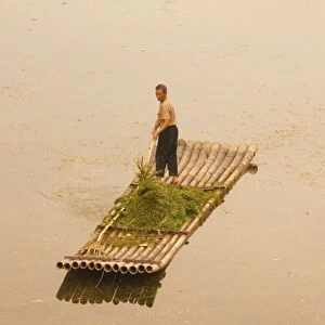 Chinese man gathering seagrass on Li Jiang River, Guangxi Province, China, Asia
