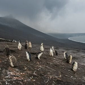 Chinstrap penguin colony (Pygoscelis antarctica), Saunders Island, South Sandwich Islands
