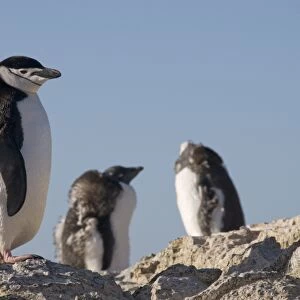 Chinstrap penguin, Gourdin Island, Antarctic Peninsula, Antarctica, Polar Regions