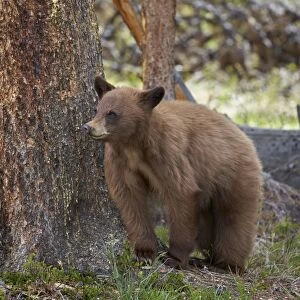 Cinnamon black bear (Ursus americanus) yearling cub, Yellowstone National Park, Wyoming