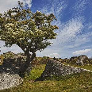 A classic Dartmoor scene, a hawthorn tree in flower in early summer on Bonehill Rocks