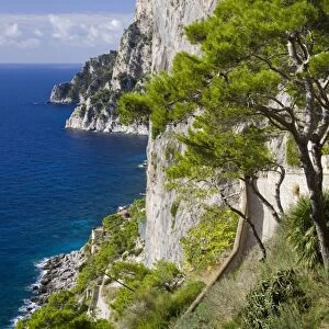 Cliffs near Capri town, Capri Island, Bay of Naples, Campania, Italy, Europe