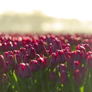 Close up of colourful tulips in bloom at sunrise, De Rijp, Alkmaar, North Holland