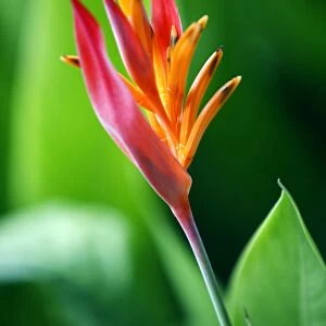 Close up of heliconia flower, Costa Rica, Central America