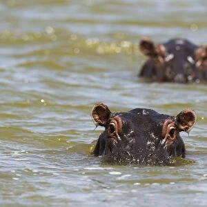 Close up of hippos (Hippopotamus amphibius) submerged in Lake Gipe, Tsavo, Kenya